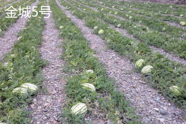哪种西瓜品种好吃又甜，推荐麒麟西瓜、安农二号等