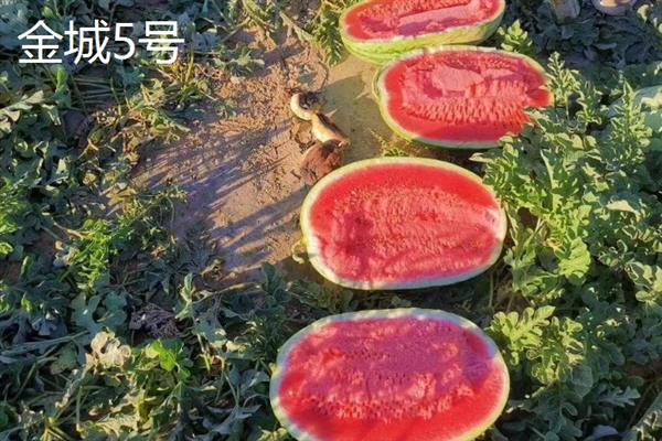 哪种西瓜品种好吃又甜，推荐麒麟西瓜、安农二号等