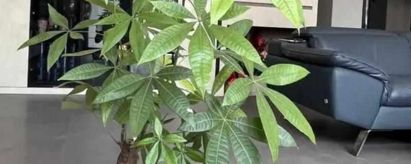 招财树如何养殖，冬季温度最好不要低于10℃