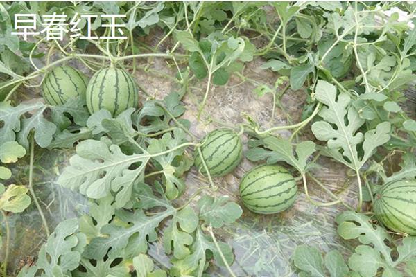 哪种西瓜品种好吃又甜，推荐麒麟西瓜、安农二号等
