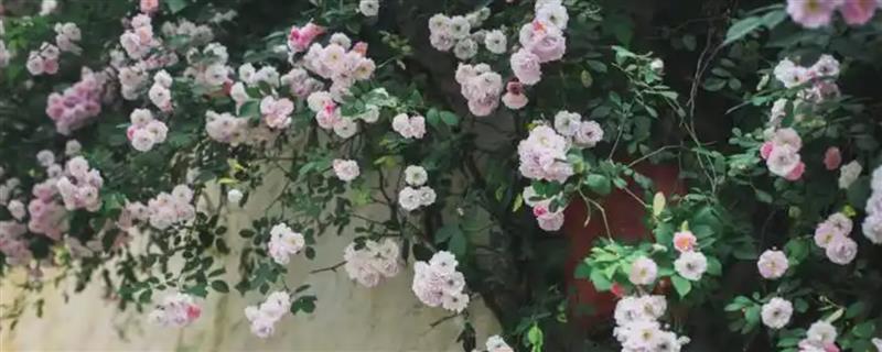 复古蔷薇的花语，寓意纯洁的爱、爱的思念