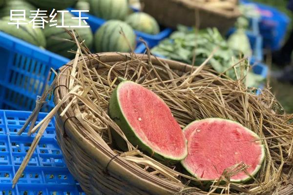 哪种西瓜品种好吃又甜，推荐麒麟西瓜、安农二号等
