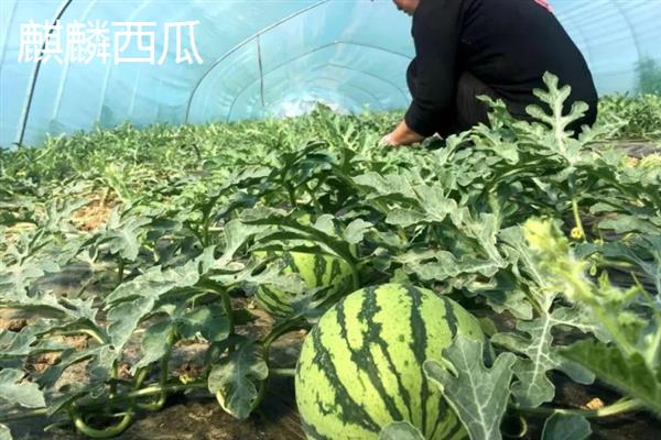 哪种西瓜品种好吃又甜，推荐麒麟西瓜、安农二号等