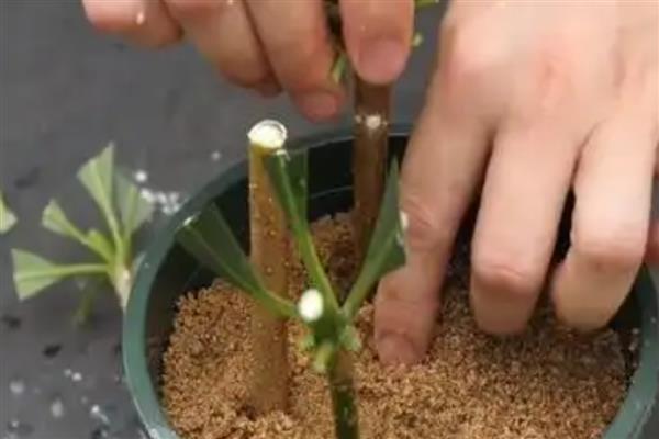 招财树如何养殖，冬季温度最好不要低于10℃