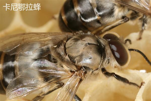 安纳托利亚蜂的简介，原产于土耳其境内的安纳托利亚高原