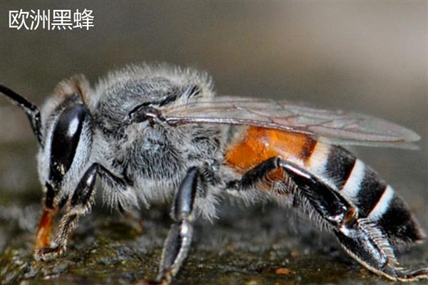 安纳托利亚蜂的简介，原产于土耳其境内的安纳托利亚高原