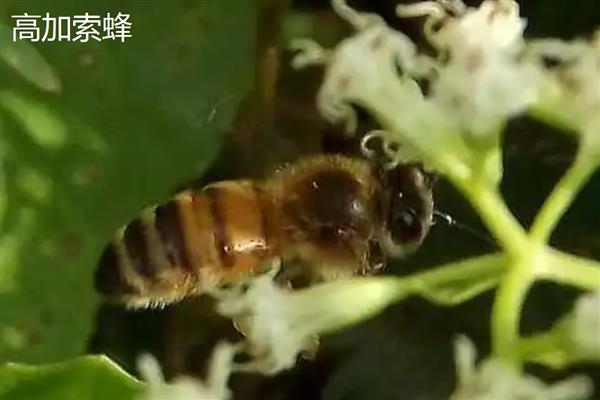 安纳托利亚蜂的简介，原产于土耳其境内的安纳托利亚高原
