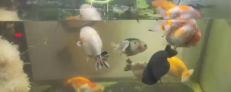 金鱼消化不良如何解决,添加甲硝唑可以帮助它们消化