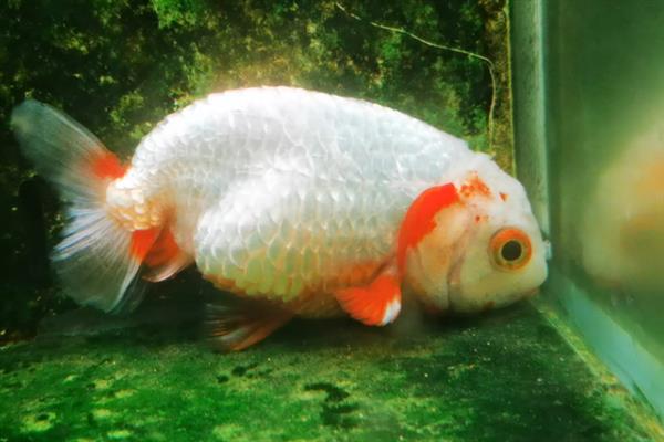 金鱼消化不良如何解决,添加甲硝唑可以帮助它们消化