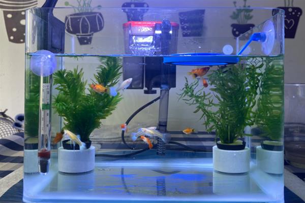 金鱼消化不良如何解决,添加甲硝唑可以帮助它们消化