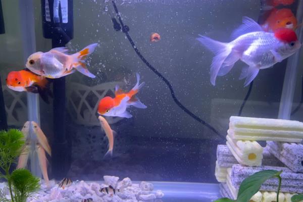 金鱼消化不良如何解决,添加甲硝唑可以帮助它们消化