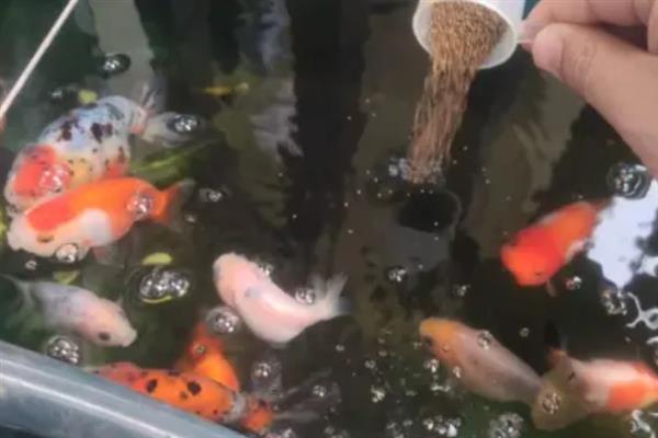 金鱼消化不良如何解决,添加甲硝唑可以帮助它们消化