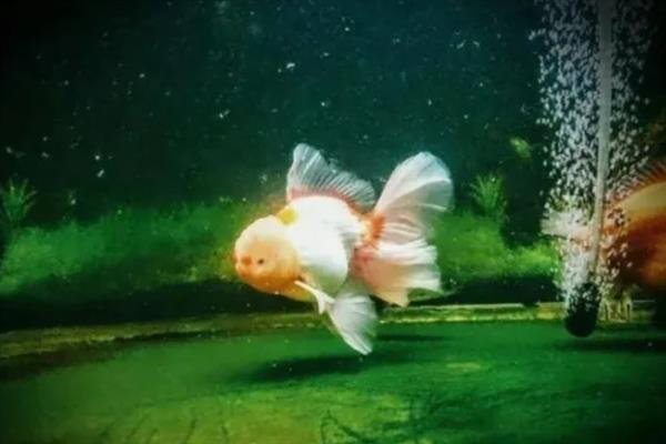 金鱼消化不良如何解决,添加甲硝唑可以帮助它们消化