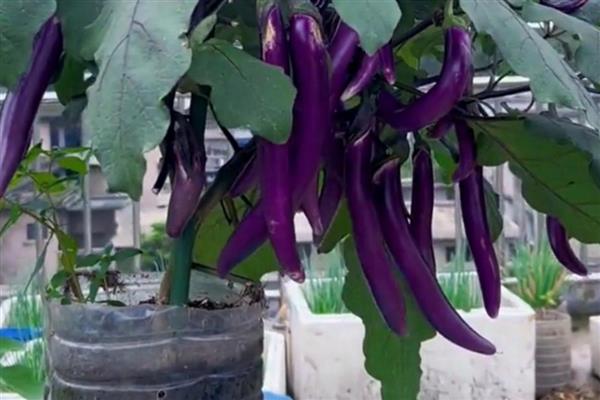 茄子能不能盆栽，要使用透气性较好的花盆