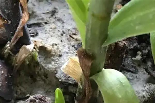 百合花常见的病害及防治方法，常见的有青霉病、丝核菌病等