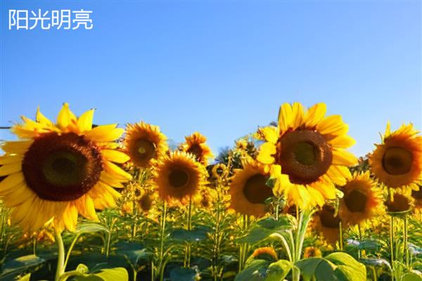 向日葵的外观介绍，花朵长在茎顶且叶片像花盘