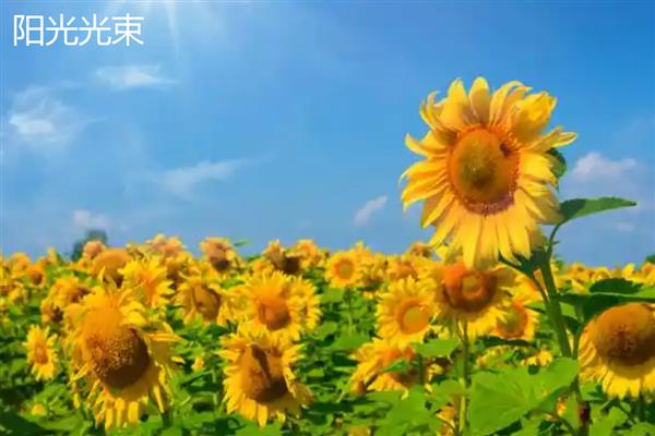 向日葵的外观介绍，花朵长在茎顶且叶片像花盘