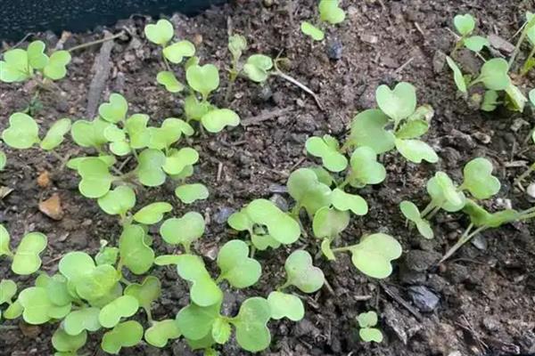 小白菜种子种植前需要泡吗，种植前需要用温水进行浸泡