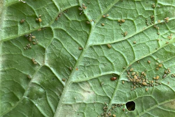 小白菜种子种植前需要泡吗，种植前需要用温水进行浸泡