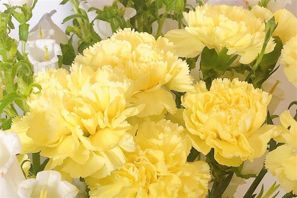 康乃馨有什么花语，代表祝福、感恩尊敬、热爱热恋等含义