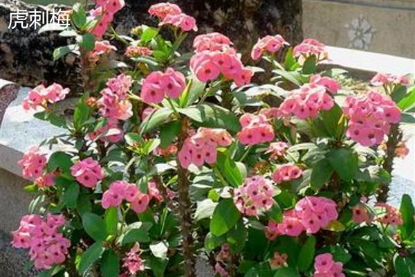 大戟科植物的品种，常见虎刺梅、一品红、龙骨花等种类