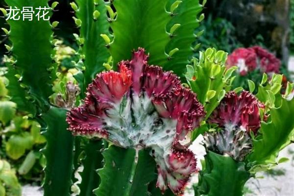 大戟科植物的品种，常见虎刺梅、一品红、龙骨花等种类