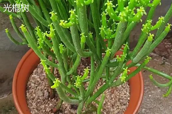 大戟科植物的品种，常见虎刺梅、一品红、龙骨花等种类