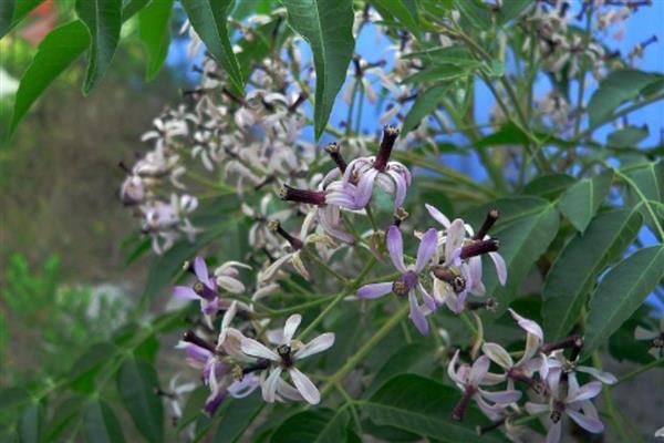 苦楝树花有没有毒，是有一定毒性的