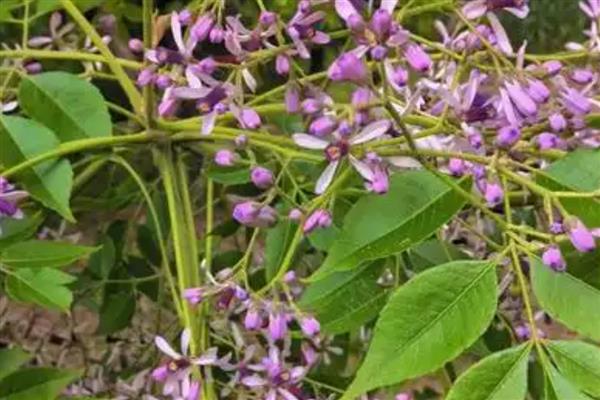 苦楝树花有没有毒，是有一定毒性的