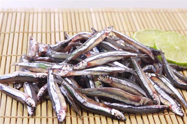 丁香鱼的简介，属于鳀科、鳀属海洋鱼类