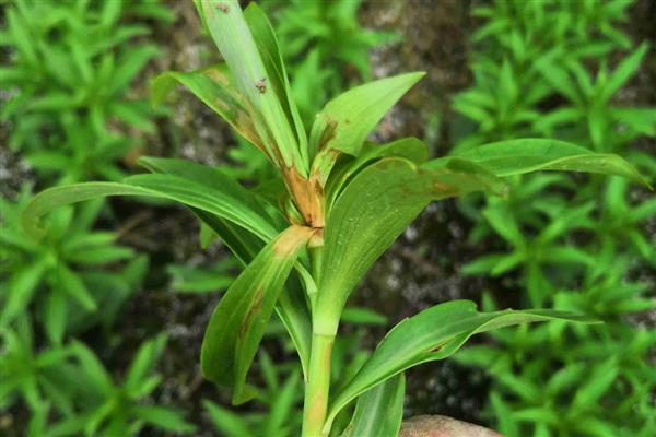 百合花常见的病害及防治方法，常见的有青霉病、丝核菌病等