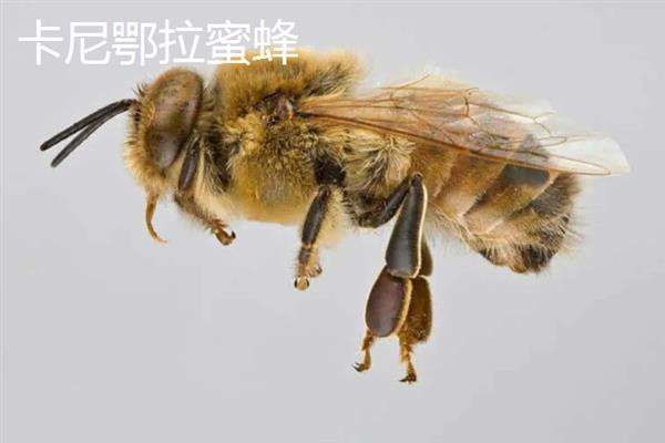 蜜蜂的品种，常见的有中华蜜蜂、意大利蜂等