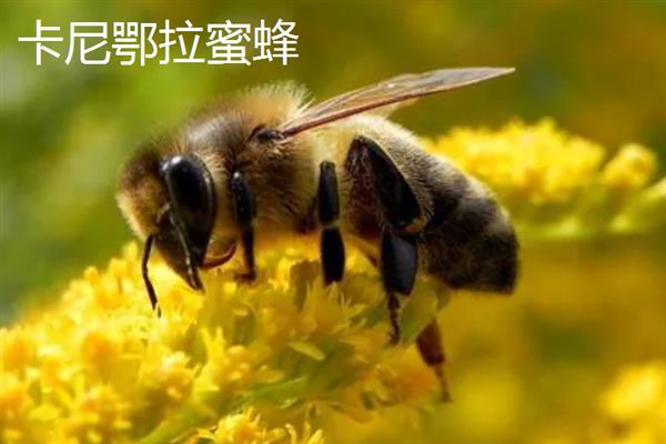 蜜蜂的品种，常见的有中华蜜蜂、意大利蜂等