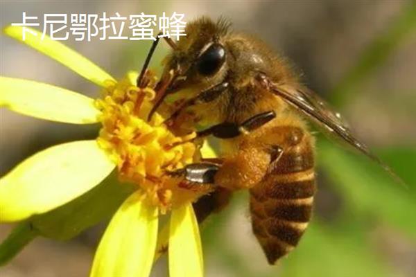 蜜蜂的品种，常见的有中华蜜蜂、意大利蜂等