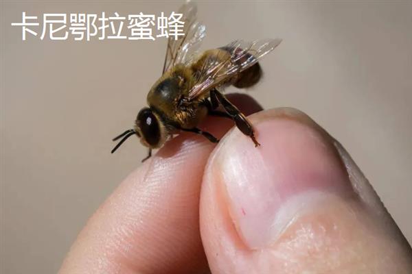 蜜蜂的品种，常见的有中华蜜蜂、意大利蜂等