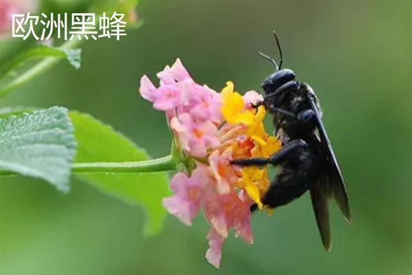 蜜蜂的品种，常见的有中华蜜蜂、意大利蜂等
