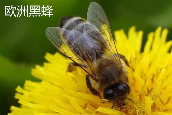 蜜蜂的品种，常见的有中华蜜蜂、意大利蜂等