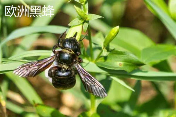 蜜蜂的品种，常见的有中华蜜蜂、意大利蜂等