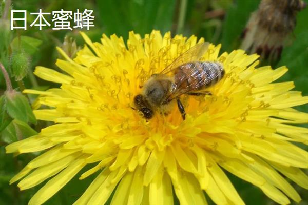 蜜蜂的品种，常见的有中华蜜蜂、意大利蜂等