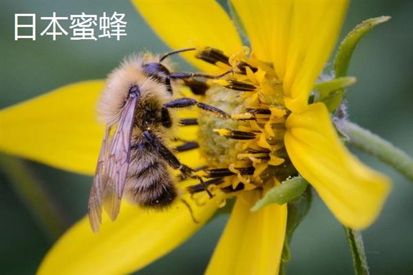 蜜蜂的品种，常见的有中华蜜蜂、意大利蜂等