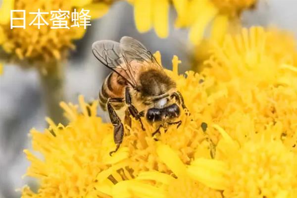 蜜蜂的品种，常见的有中华蜜蜂、意大利蜂等