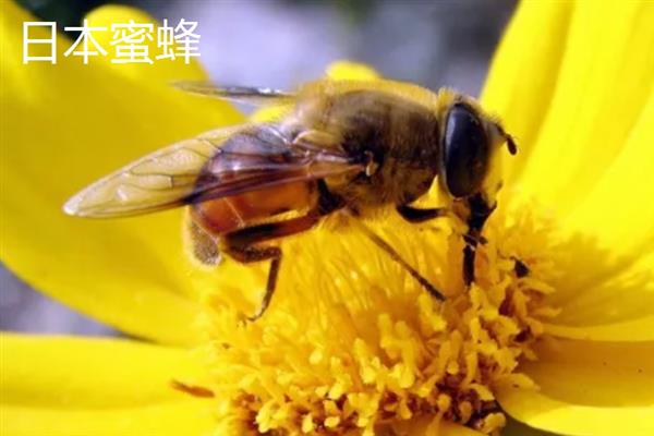 蜜蜂的品种，常见的有中华蜜蜂、意大利蜂等