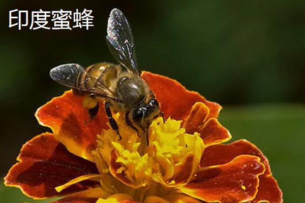 蜜蜂的品种，常见的有中华蜜蜂、意大利蜂等
