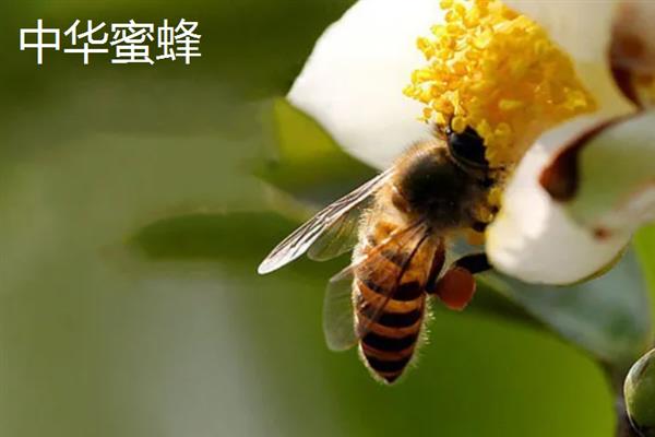 蜜蜂的品种，常见的有中华蜜蜂、意大利蜂等