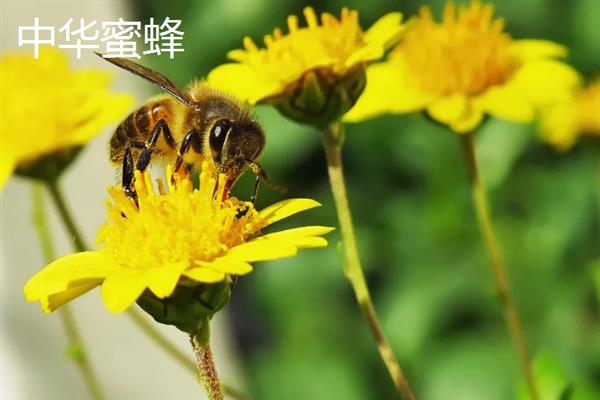 蜜蜂的品种，常见的有中华蜜蜂、意大利蜂等