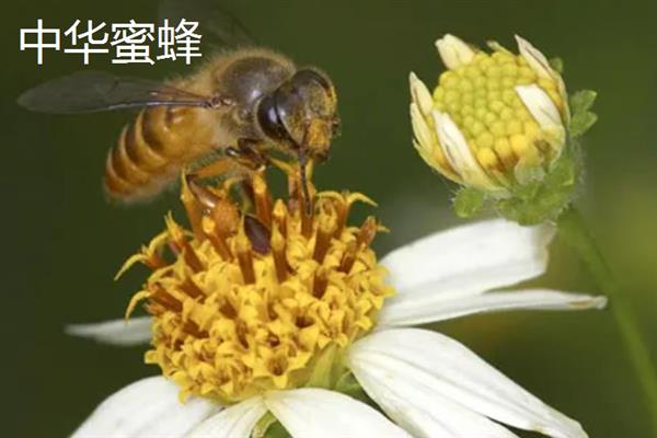 蜜蜂的品种，常见的有中华蜜蜂、意大利蜂等