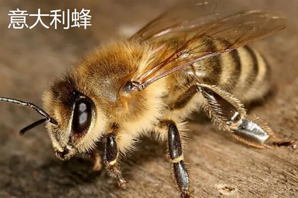 蜜蜂的品种，常见的有中华蜜蜂、意大利蜂等