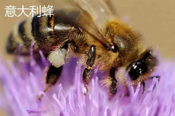 蜜蜂的品种，常见的有中华蜜蜂、意大利蜂等