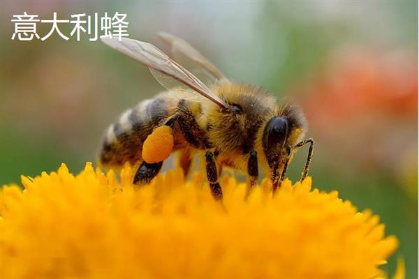 蜜蜂的品种，常见的有中华蜜蜂、意大利蜂等