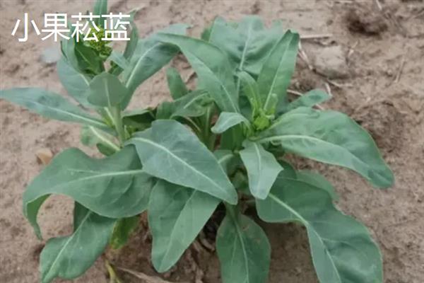 板蓝根的常见病虫害及防治方法，常见的有霜霉病、根腐病等